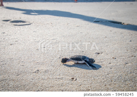 Green sea turtle hatchling on the beach. 59458245