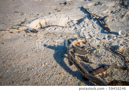 Green sea turtle hatchling on the beach. Green sea turtle hatchling on the beach. 59458246