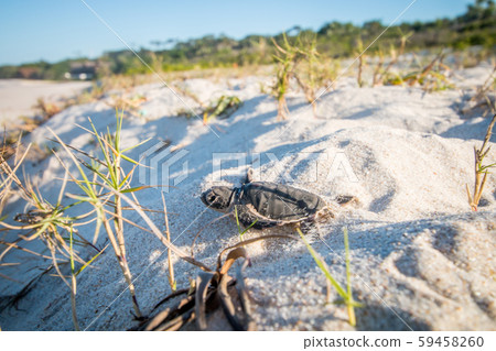 Green sea turtle hatchling on the beach. Green sea turtle hatchling on the beach. 59458260