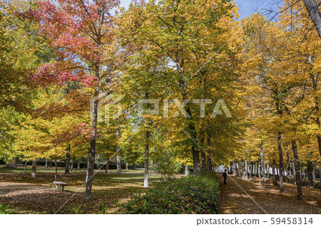 Park with autumn colors collage.Aranjuez Spain. 59458314