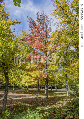 Liquidambar surrounded by trees one autumn day. 59458315