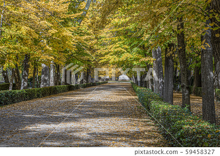 Autumn tunnel in the gardens of Aranjuez. madrid 59458327