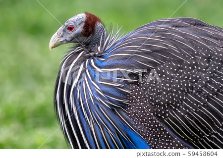 Vulturine guineafowl (Acryllium vulturinum). Vulturine guineafowl (Acryllium vulturinum). 59458604
