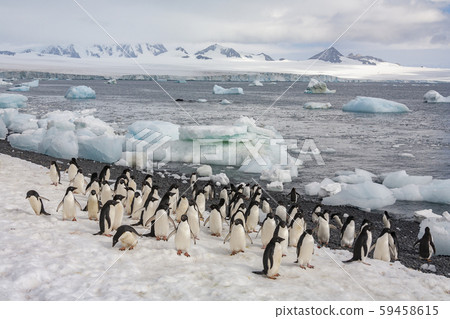 Adelie penguins - Brown Bluff - Antarctica 59458615