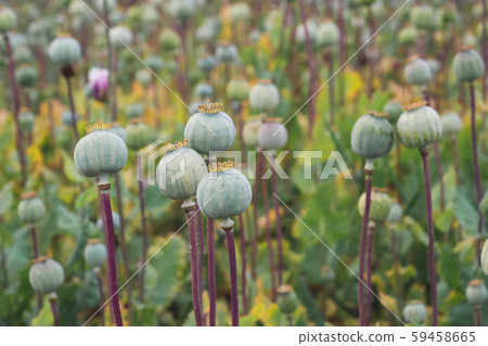 Field of poppies. (Papaver somniferum). Field of poppies. (Papaver somniferum). 59458665