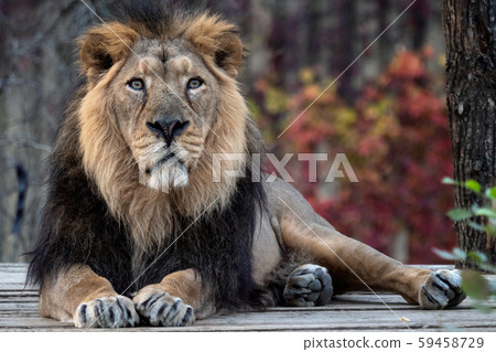 Asiatic lion (Panthera leo persica).  59458729