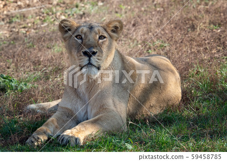 Asiatic lioness (Panthera leo persica).  59458785
