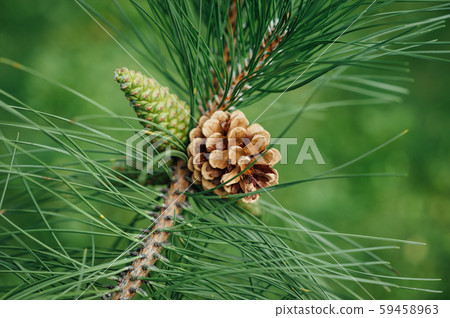 background of green fir branches with a bump in the center. horizontal background of green fir branches with a bump in the center. horizontal 59458963