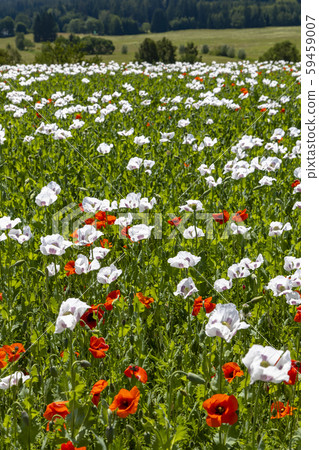 Poppy field, Vysoocina near Zdar nad Sazavou, 59459007