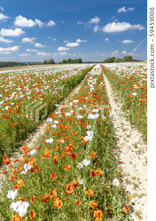 Poppy field, Vysoocina near Zdar nad Sazavou, 59459008