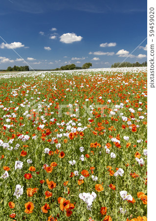 Poppy field, Vysoocina near Zdar nad Sazavou, 59459020