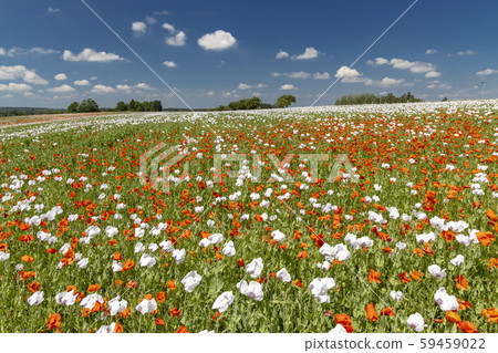 Poppy field, Vysoocina near Zdar nad Sazavou, 59459022