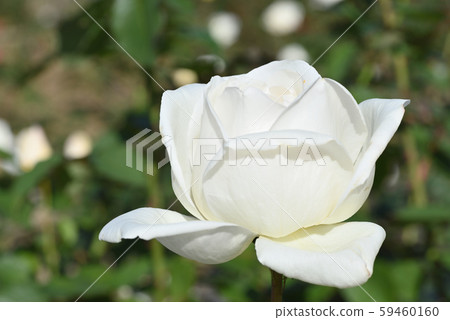 Rose (White · Christmas) 59460160