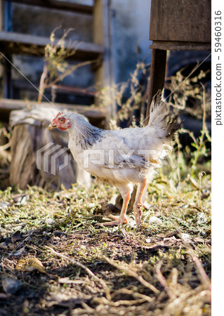 Village chicken in the backyard of country house 59460316