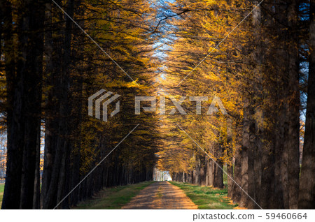 Row of pine trees Row of pine trees 59460664