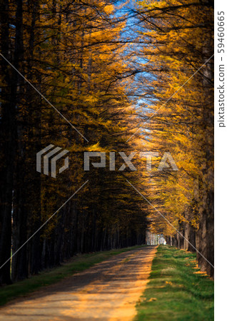 Row of pine trees Row of pine trees 59460665