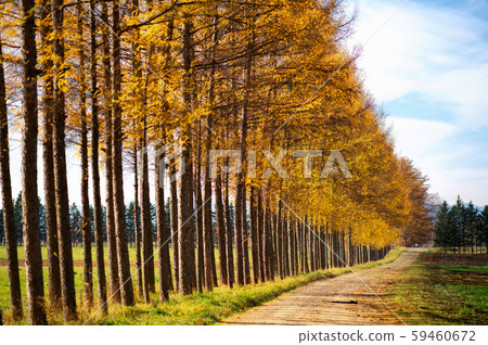 Row of pine trees Row of pine trees 59460672
