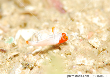 Irobudai juvenile fish 59460692