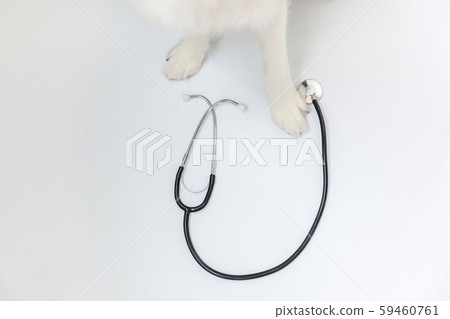 Puppy dog border collie paws and stethoscope isolated on white background. Little dog on reception 59460761