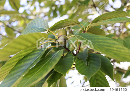 白果橡子,橡子,攝於京都,2019年11月 白果橡子,橡子,攝於京都,2019年11月 59461560