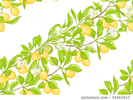 Lemon tree branch with lemons - Stock Illustration [59461612] - PIXTA