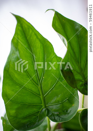 Foliage plant Foliage plant 59461911