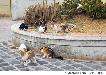 A group of homeless cats on the city street hunts pigeons. A group of homeless cats on the city street hunts pigeons. 59462092