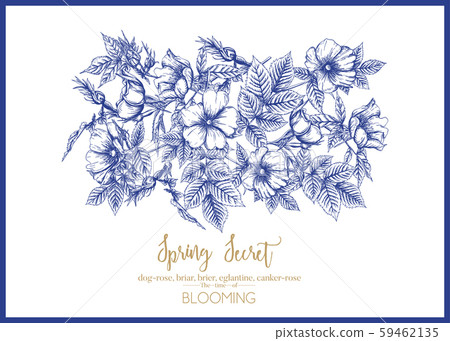 Dog-rose, briar, brier, eglantine, canker-rose.  59462135