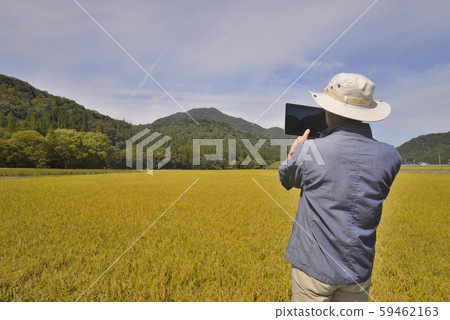 Senior managing paddy field with tablet 59462163