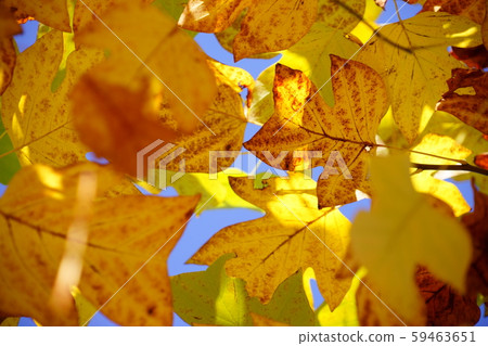 雕塑美女,黃葉5 雕塑美女,黃葉5 59463651