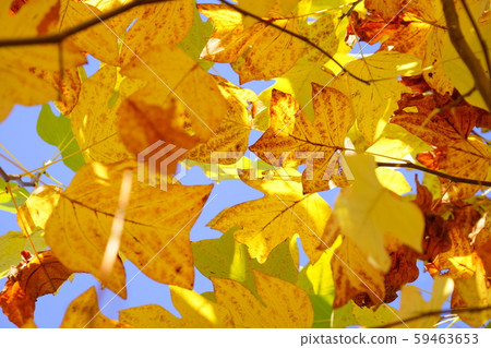 Modeling beauty, Fuu's yellow leaf 12 Modeling beauty, Fuu's yellow leaf 12 59463653