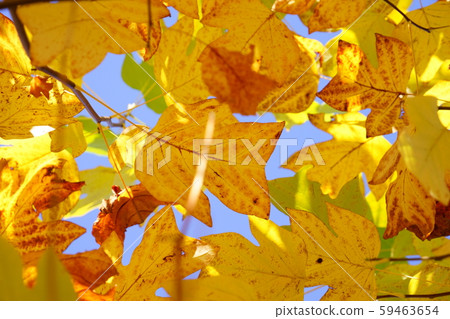 塑造美女，傅的黃葉13 59463654