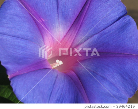 紫色花瓣 紫色花瓣 59464219