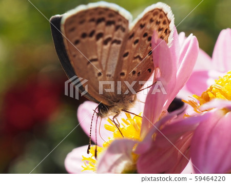 Autumn park butterfly falls on pink flower Autumn park butterfly falls on pink flower 59464220
