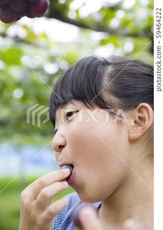 在採摘葡萄的女孩吃葡萄 在採摘葡萄的女孩吃葡萄 59464222