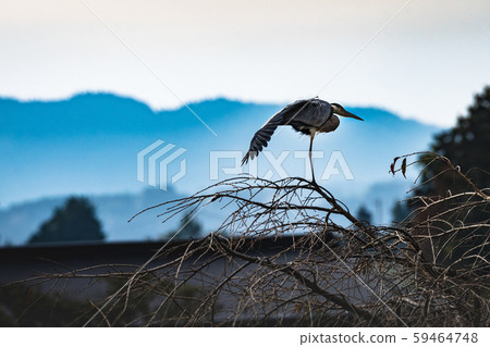 Gray heron perching on a cherry branch 59464748