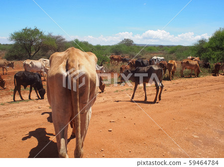Masai cows 59464784