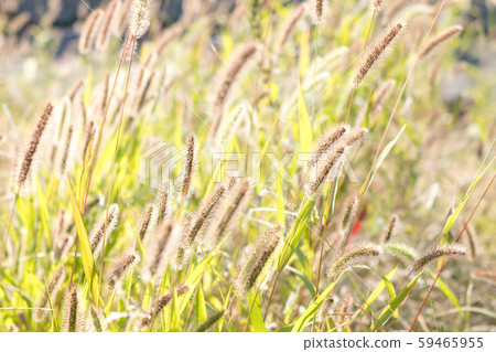 Cat Jarashi Enokorogusa's swarm and autumn sunlight b-2 Bright 59465955