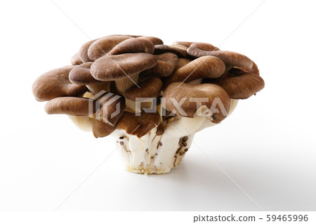 大理石牡蠣蘑菇 59465996