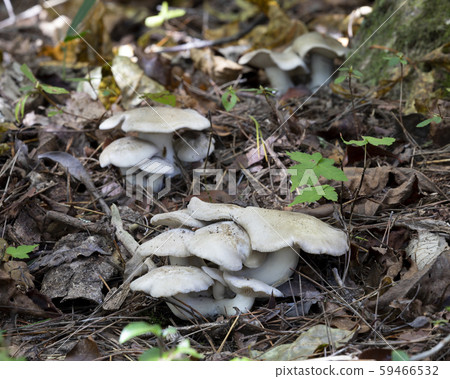 預訂Shimeji 59466532