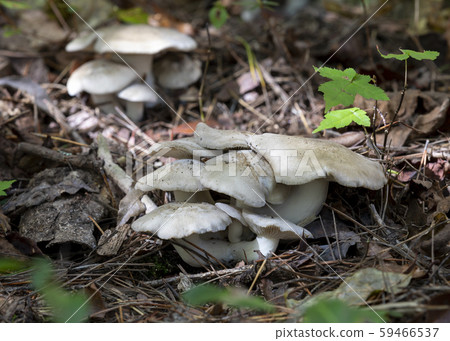 預訂Shimeji 59466537