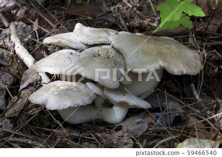 Book Shimeji 59466540