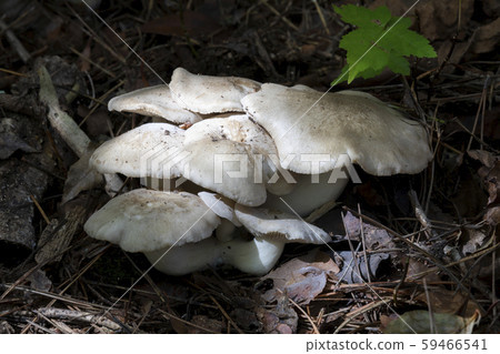 預訂Shimeji 59466541