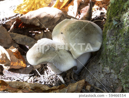 預訂Shimeji 預訂Shimeji 59466554