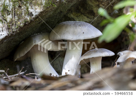 預訂Shimeji 預訂Shimeji 59466558