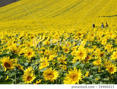 Hill covered with yellow 59466813