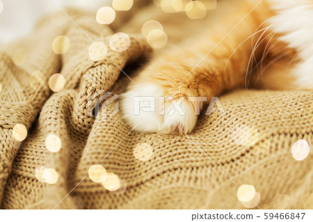 close up of red cat paw on knitted blanket 59466847