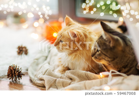 two cats lying on window sill with blanket at home 59467008