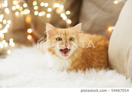 red tabby cat mewing on sofa and sheepskin at home red tabby cat mewing on sofa and sheepskin at home 59467054