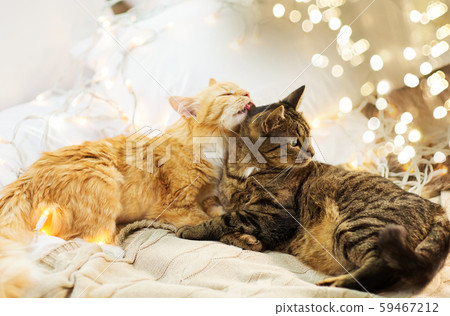 two cats lying in bed with garland at home two cats lying in bed with garland at home 59467212